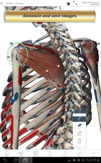 肌肉与运动机能学手机安卓下载